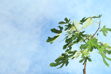 Young fig tree with lush leaves on color background. Space for textの写真素材