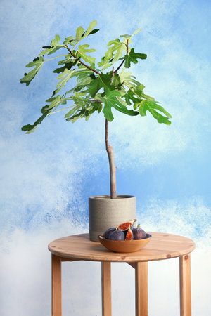 Young fig tree and bowl with fruits on table against color background