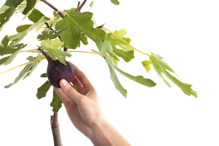 Woman picking ripe fruit from fig tree on white background, closeupの写真素材