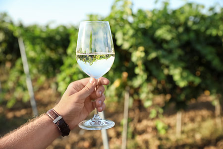 Man holding glass with wine at vineyard, closeup. Space for textの写真素材