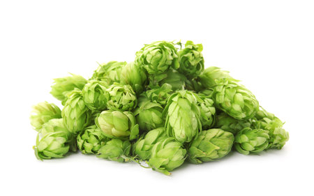 Fresh green hops on white background. beer productionの写真素材