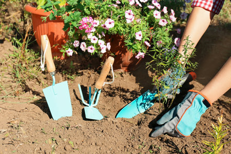 Woman planting flowers outdoors on sunny day. gardening toolsの写真素材
