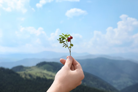 Woman holding twig with wild berries in mountains, focus on handの写真素材