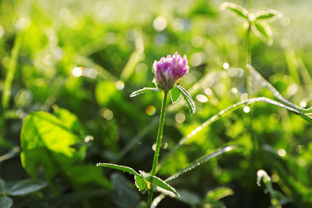 Green meadow with wild flower on summer day, closeupの写真素材