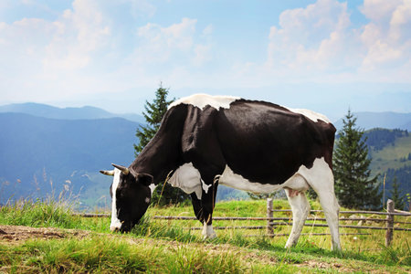 Cow grazing on green meadow in summerの写真素材