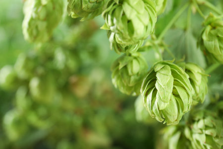 Bine with fresh green hops and space for text on blurred background. beer productionの写真素材