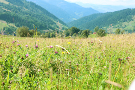 Field with meadow flowers on bright sunny dayの写真素材
