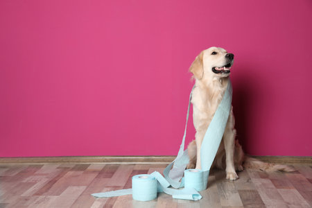 Cute dog playing with rolls of toilet paper on floor against color wall. Space for textの写真素材