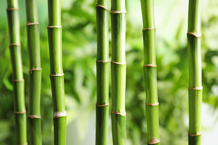 Beautiful green bamboo stems on blurred backgroundの写真素材