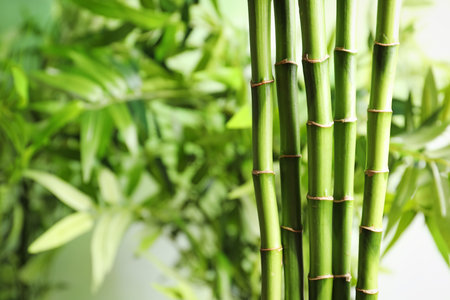 Green bamboo stems on blurred background with space for textの写真素材
