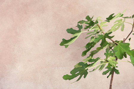 Young fig tree with lush leaves on color background. Space for textの写真素材