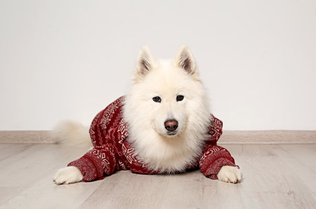 Cute dog in warm sweater on floor. christmas celebrationの写真素材