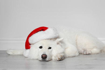 Cute dog with Christmas hat on floor near light wallの写真素材