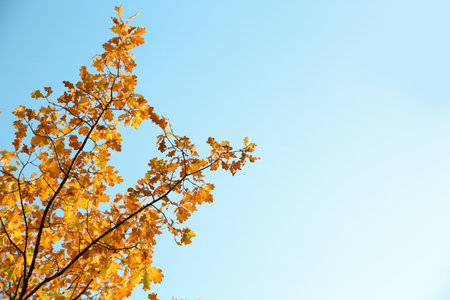 Tree branches with autumn leaves against the sky. Space for text