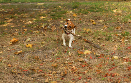 Cute Jack Russell Terrier in the park. autumn walkの写真素材