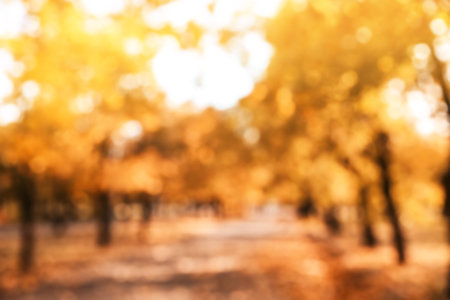 Blurred view of trees with bright leaves in the park. autumn landscapeの写真素材