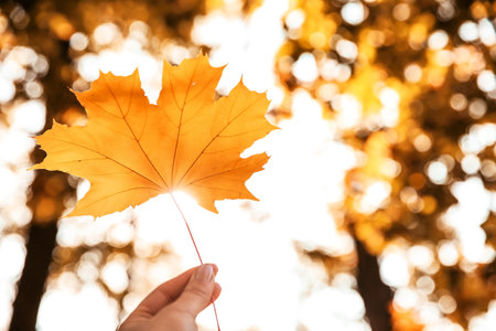 Woman holding autumn leaf against sunlight in park. Space for textの写真素材