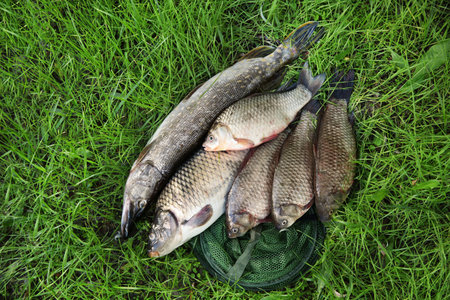 Catch and fishing net on green grass, above viewの写真素材