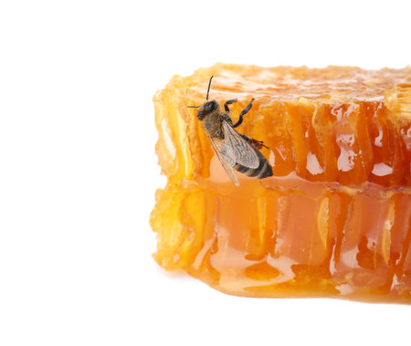 Honeycomb and bee on white background. domesticated insectの写真素材