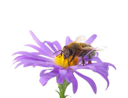 Beautiful honeybee and flower on white background. Space for textの写真素材