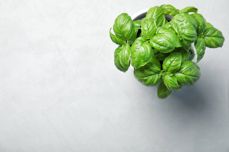 Fresh basil in pot on light background, top view with space for textの写真素材