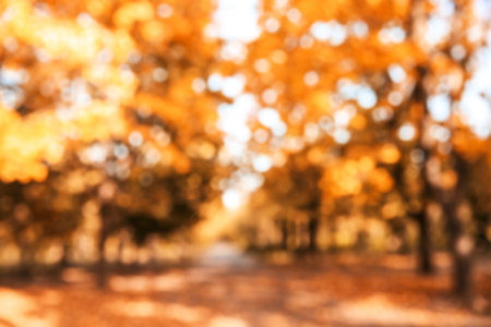 Blurred view of trees with bright leaves in the park. autumn landscapeの写真素材
