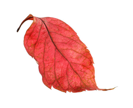 Beautiful autumn leaf on white background. fall leaves