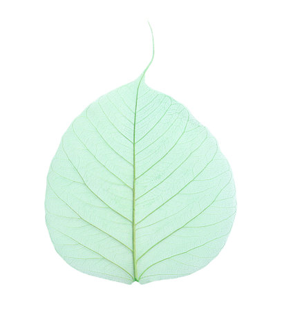 Beautiful decorative skeleton leaf on white background