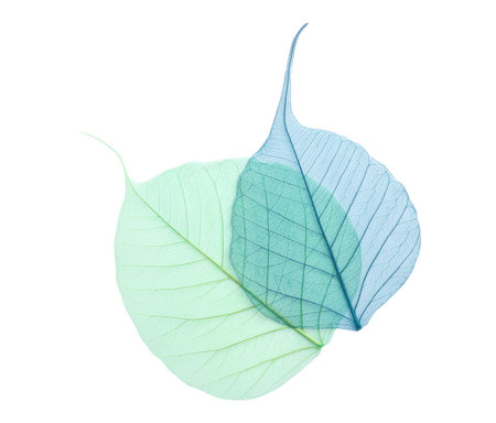 Beautiful decorative skeleton leaves on white background, top viewの写真素材