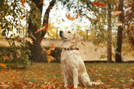 Funny Labrador Retriever and autumn leaves in beautiful parkの写真素材
