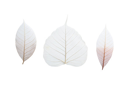 Beautiful decorative skeleton leaves on white background, top viewの写真素材