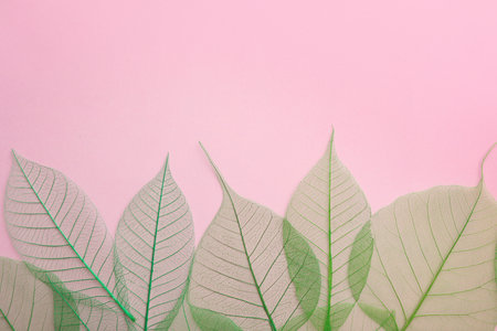 Beautiful decorative skeleton leaves and space for text on color background, flat layの写真素材