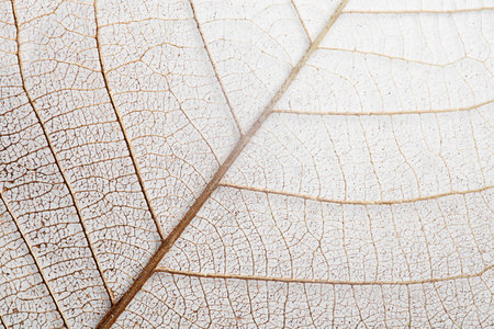 Close up view of beautiful decorative skeleton leaf