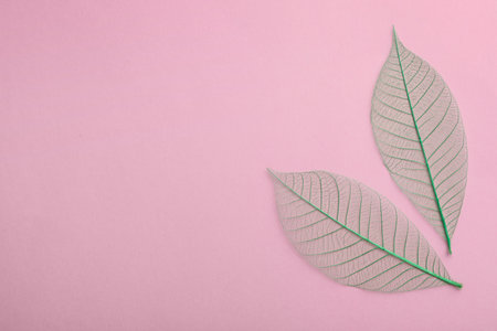 Beautiful decorative skeleton leaves and space for text on color background, flat lay