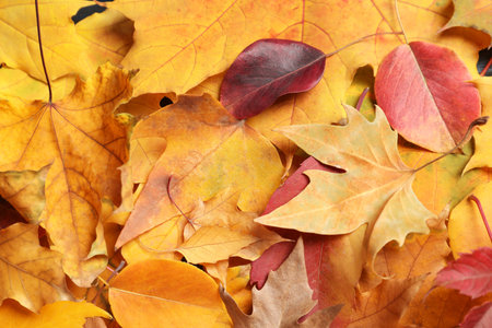 Many autumn leaves as background, top view