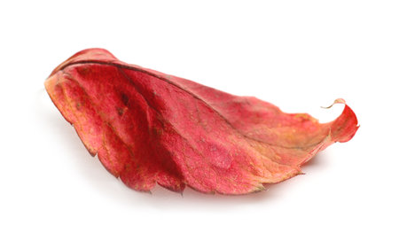 Beautiful autumn leaf on white background. fall leavesの写真素材