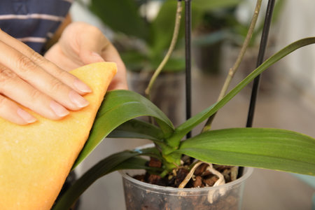 Woman taking care of orchid plant on window sill, closeupの写真素材