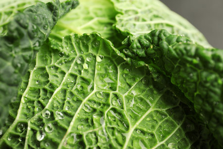 Fresh green savoy cabbage as background, closeup
