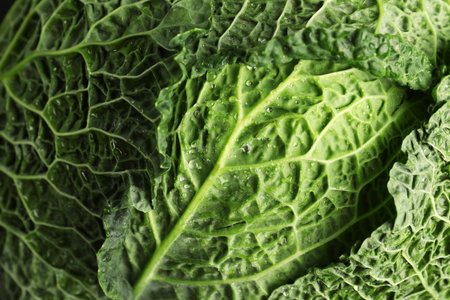 Fresh green savoy cabbage as background, closeupの写真素材