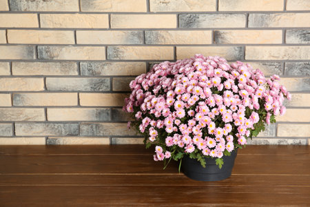 Beautiful potted chrysanthemum flowers on table near brick wall. Space for textの写真素材