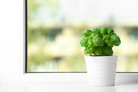 Fresh basil in pot on window sill. Space for textの写真素材