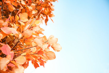 Twigs with bright leaves against blue sky. autumn sunny day