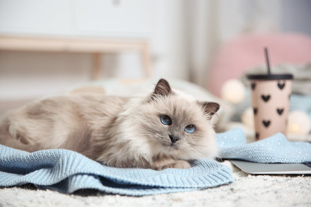 Cute cat lying on knitted sweater at home. warm and cozy winterの写真素材