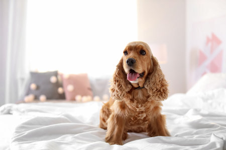 Cute Cocker Spaniel dog on bed at home. warm and cozy winterの写真素材