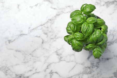 Fresh basil in pot on marble background, top view with space for textの写真素材