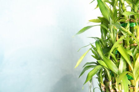 Green bamboo stems with leaves and space for text on light backgroundの写真素材