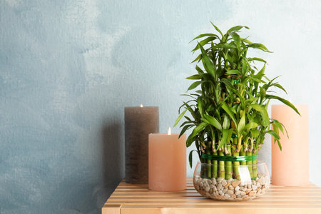 Composition with bamboo in glass bowl on wooden table. Space for textの写真素材