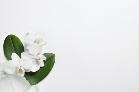 Beautiful orchid flowers with leaves on white background, top view. tropical plantの写真素材