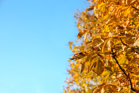 Beautiful autumn tree with bright leaves against the sky. Space for text