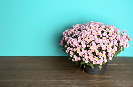 Beautiful potted chrysanthemum flowers on table against color background. Space for textの写真素材